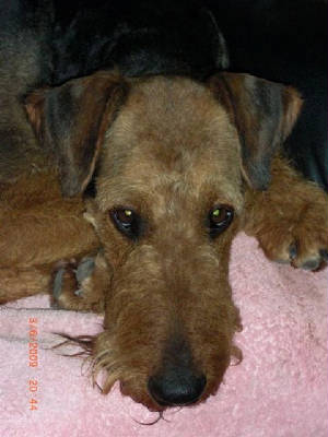 webassets/donateahfsite.jpg