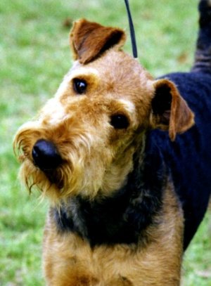 webassets/questionsahfsite.JPG